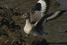 sandpiper 3.jpg